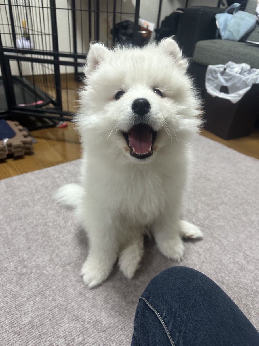 sadaharu__0905's tweet photo. サモエドスマイル
#サモエド #samoyd #犬のいる生活 #犬好きさんとつながりたい #繋がりたい #可愛いと思ったらRT #フォロー返し #パピー犬 #もふもふ https://t.co/IR3WfSEQuL