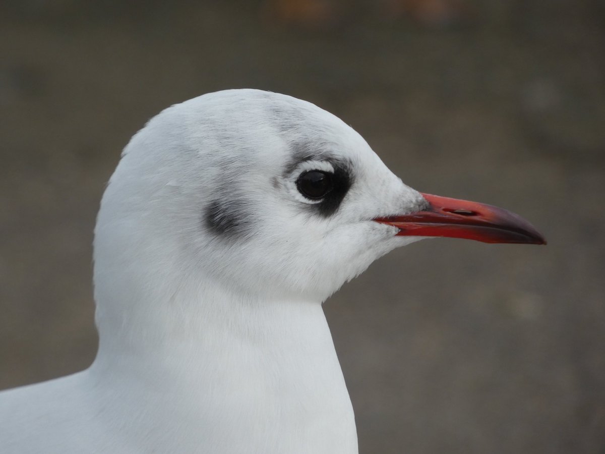 Calybites's tweet photo. Eighteen colour-ringed Black-headed Gulls recorded in Otley today but only 237H has a documented foreign travel history (Norway 🇳🇴)
Also of interest 2K18 apparently acquired its metal ring in Killamarsh (Rother Valley) in 2016

#GullsOfOtley
#Chroicocephalus #ridibundus
#NWBHGs https://t.co/UcaUn2ZiL4
