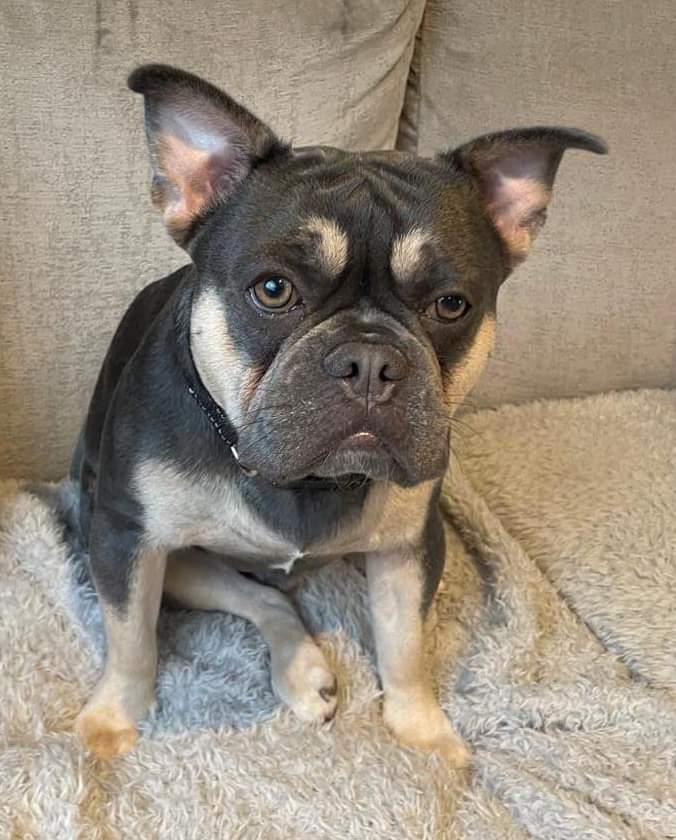 MissingPetsGB's tweet photo. ROLO #MISSING MARLOW COMMON / MEDMENHAM #Buckinghamshire #SL7
ROLO went missing while on a walk with dog walker 25 November 2024, spooked by other dogs in his group barking at a deer.
He is chipped and neutered
If seen PLEASE DO NOT CALL, CHASE OR TRY TO CATCH, just call number https://t.co/rsvFdE8qHZ