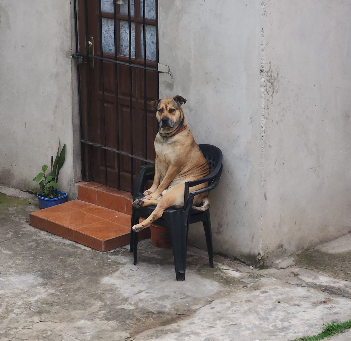 el perro de mi vecina muy chill de cojones
