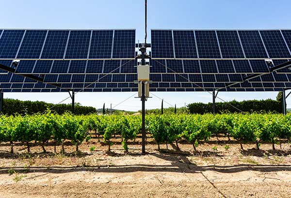 pvmagazine's tweet image. Agrivoltaics can increase grape yield by up to 60%: French agrivoltaics company Sun'Agri says that two of its facilities increased grape yields by 20% to 60% in 2024, compared to areas without solar panels. The… dlvr.it/TGTKY5 #RenewableEnergy #Photovoltaic #Technology