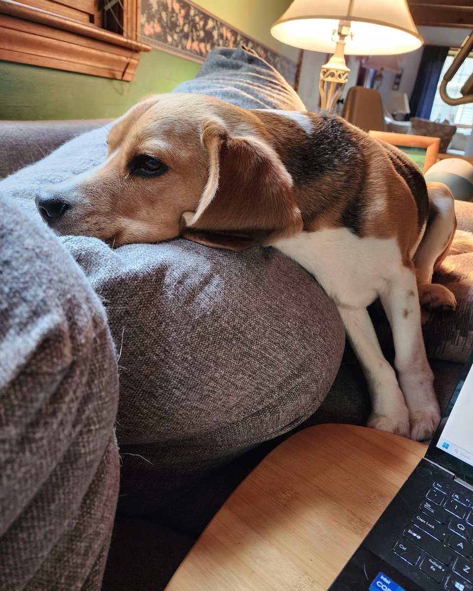 There may be a species more dramatic than the #beagle, but it has not yet been discovered by our researchers. #beaglefacts

📷 <a href="/graciemaebeagle/">🐾Oliver Beagle / Gracie Mae OTRB 💔🌈🐾</a> / Twitter