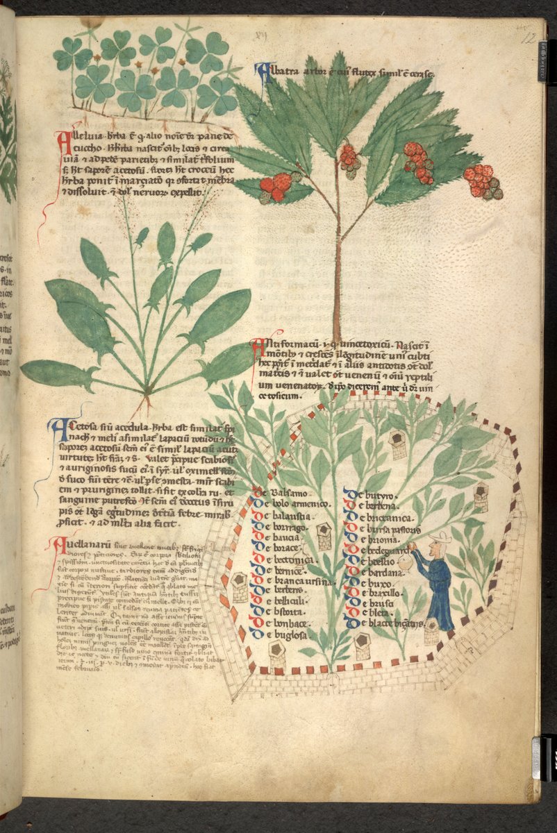 Herbals were essential handbooks in the study of medieval medicine, as they outlined the therapeutic properties of different plants and herbs. 

Today's blogpost explores the pages of a 13th-century herbal and its use in medieval women's healthcare. 

blogs.bl.uk/digitisedmanus…