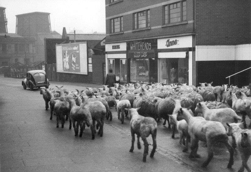 BarnsArchives's tweet photo. #ArchiveAnimals in 1945 everyone was flocking to the shops on Midland Street...#ArchivePun #ExploreYourArchive https://t.co/V1fLLdIZy0