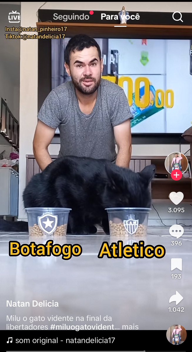 O gato vidente escolheu o nosso pote. Galo campeão