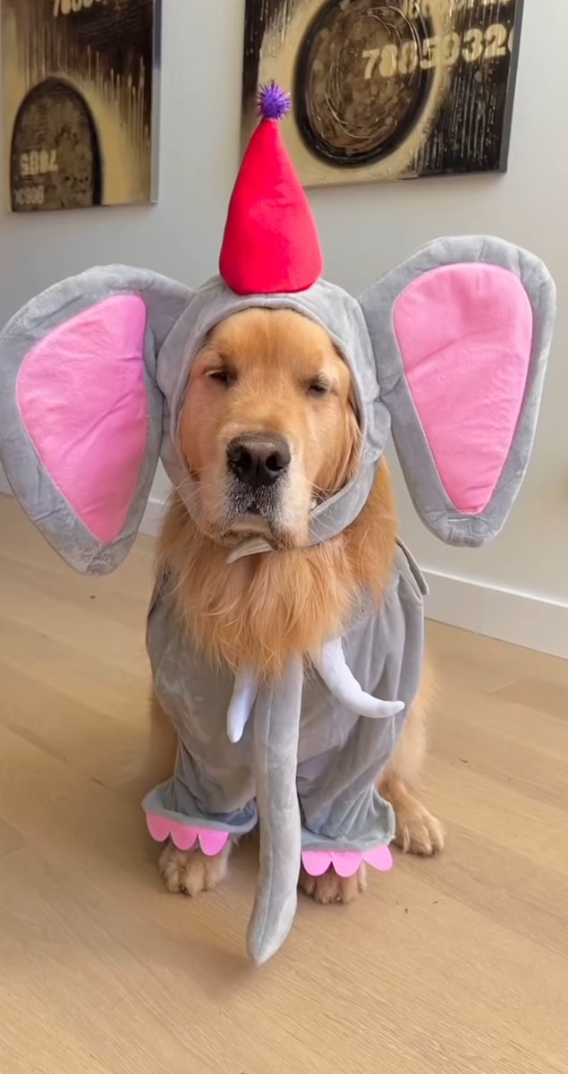 Puppies 🐶 tweet media