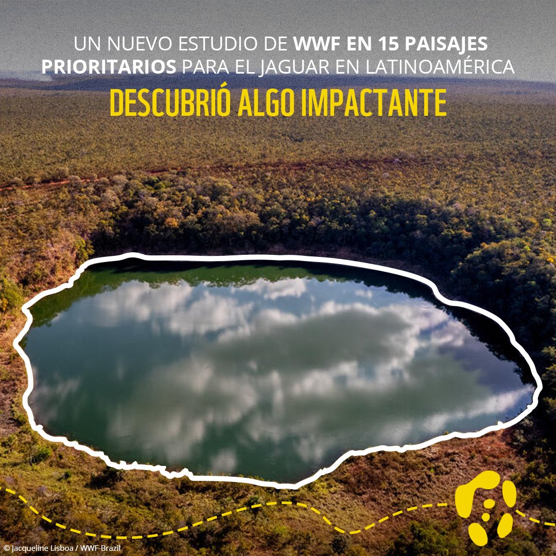 WWF_LAC's tweet photo. 1/3 Conservar los hábitats del jaguar beneficia tanto a la naturaleza como a las personas. 🌿🐆
Nuestro informe "Conectando Puntos: El impacto socioeconómico de los hábitats del jaguar en Latinoamérica" muestra que los servicios ecosistémicos de 15 paisajes  tienen un valor de hasta 4 billones de USD anuales y respaldan los medios de vida locales.
Sigue el hilo 🧵