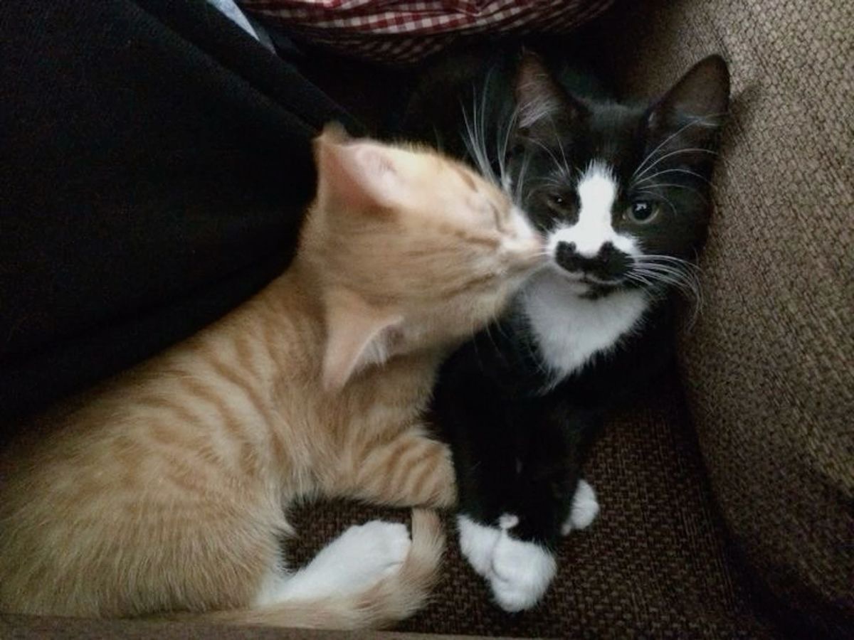 whats_ca's tweet image. 