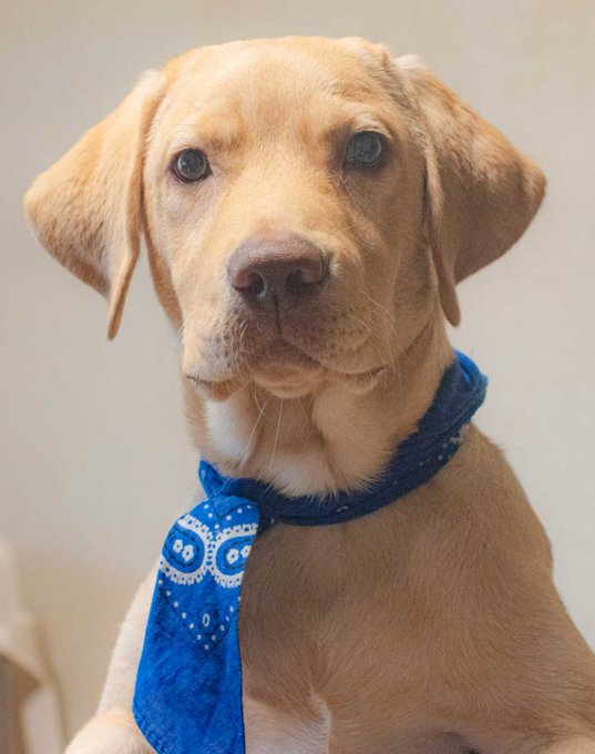 うちの犬なんかイケメンすぎんか?
人っぽい意味で 