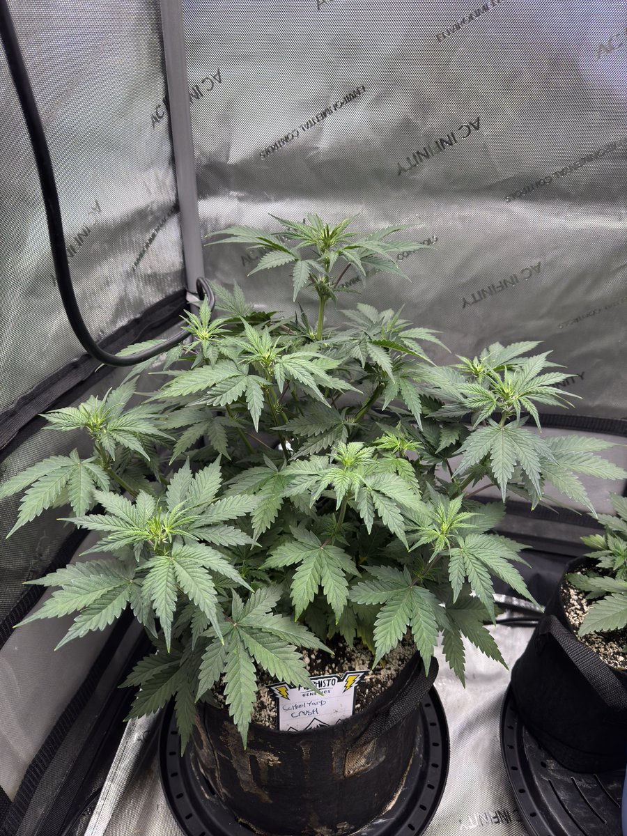 School yard crush day 37 by <a href="/MephistoGenetic/">MephistoGenetics</a> coming along now .

#cannabiscommunity