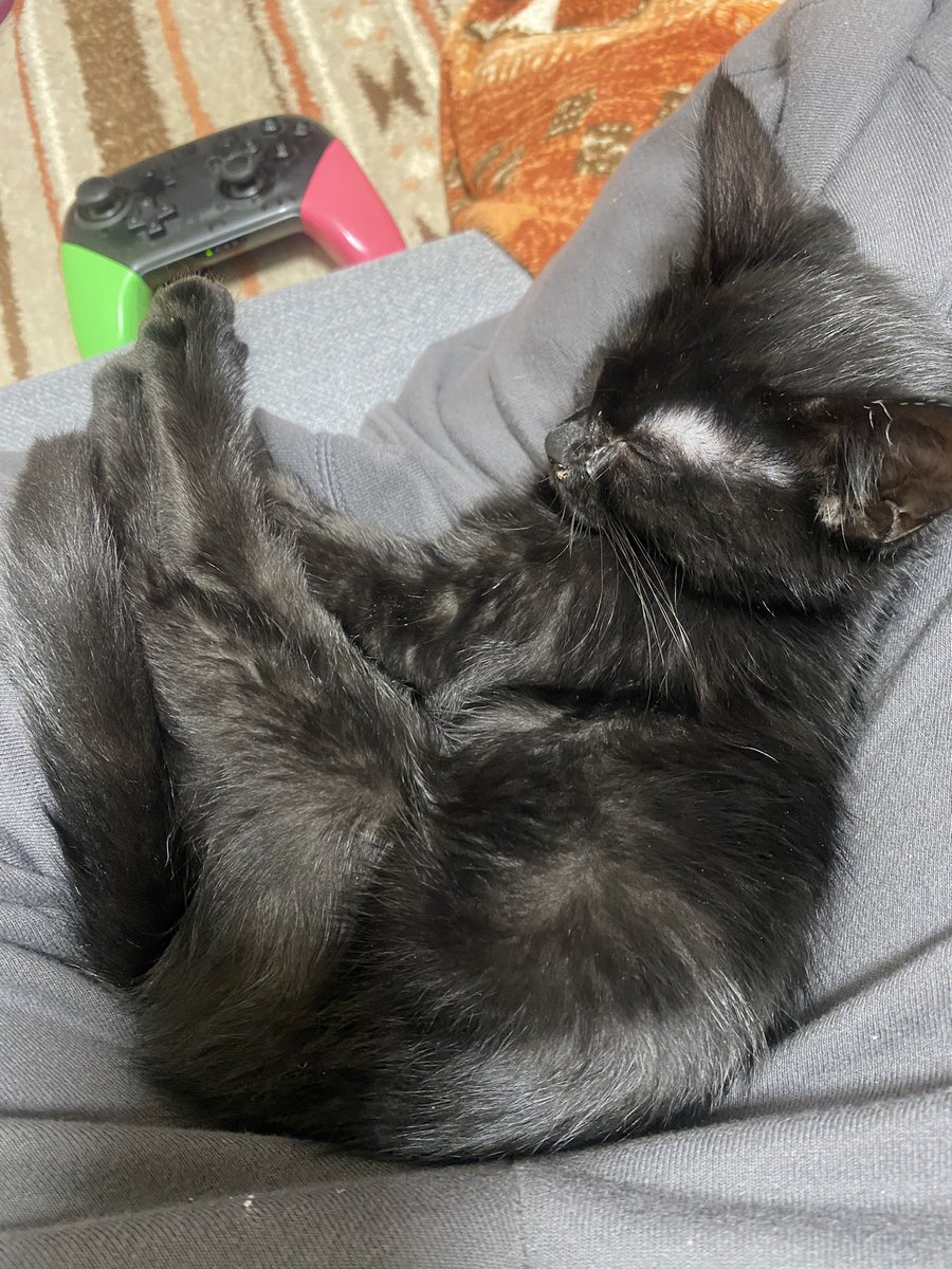 こんな幸せあっていいんですか？

#黒猫 #保護猫 #猫好きさんとつながりたい  #猫のいる暮し