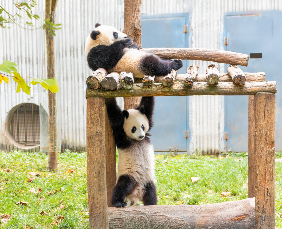 CGTNOfficial's tweet photo. Winter warmth: Giant panda cubs share cozy cuddles at Sichuan base
https://t.co/CjZwC8LDwT https://t.co/8QiFszxRvl