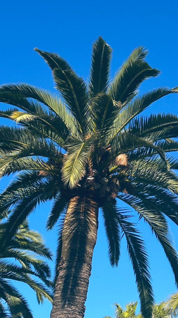 Caro Clem 🪸🌊⛵️ tweet media