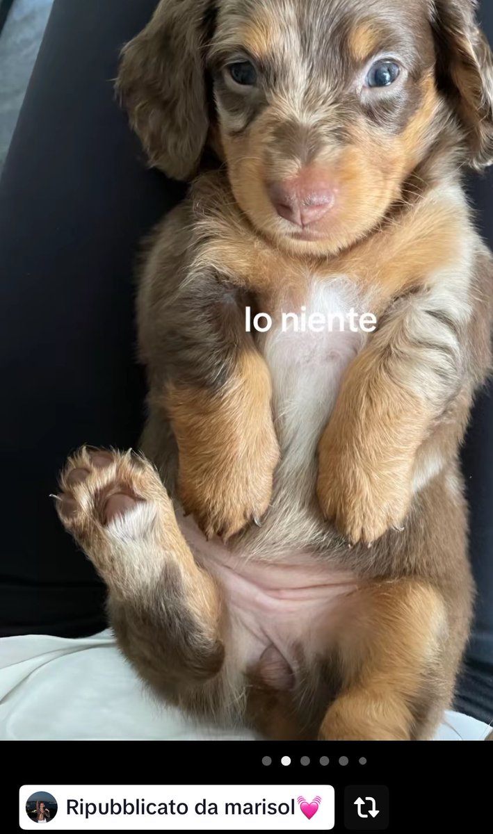 petit non sa più come dirtelo🤣🤣