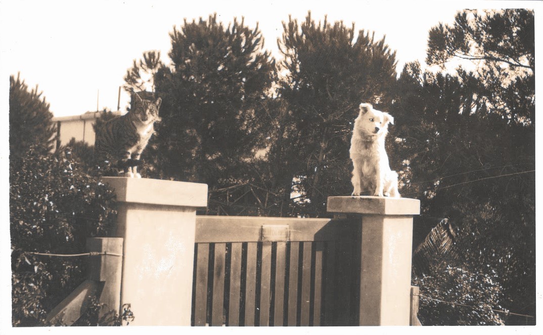 Oxon History Centre (@oxhist) on Twitter photo Bonus #EYAAnimals as we think these gate statues look remarkably lifelike! #ExploreYourArchive Bonus #EYAAnimals as we think these gate statues look remarkably lifelike! #ExploreYourArchive