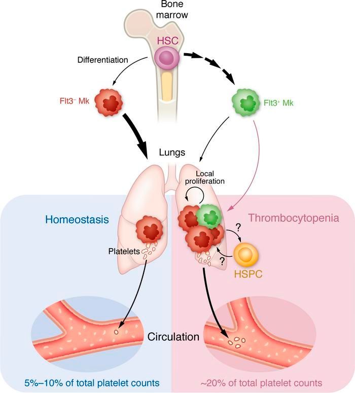 Journal of Clinical Investigation (@jclinicalinvest) on Twitter photo The lung is a megakaryocyte outpost that can defend against thrombocytopenic attack: jci.org/articles/view/…
<a href="/YeungAK/">Anthony Yeung</a> and <a href="/DrGJMurphy/">George J. Murphy</a> comment on Livada et al. (jci.org/articles/view/…)
<a href="/BUMedicine/">Boston U Chobanian & Avedisian School of Medicine</a> The lung is a megakaryocyte outpost that can defend against thrombocytopenic attack: jci.org/articles/view/…
<a href="/YeungAK/">Anthony Yeung</a> and <a href="/DrGJMurphy/">George J. Murphy</a> comment on Livada et al. (jci.org/articles/view/…)
<a href="/BUMedicine/">Boston U Chobanian & Avedisian School of Medicine</a>
