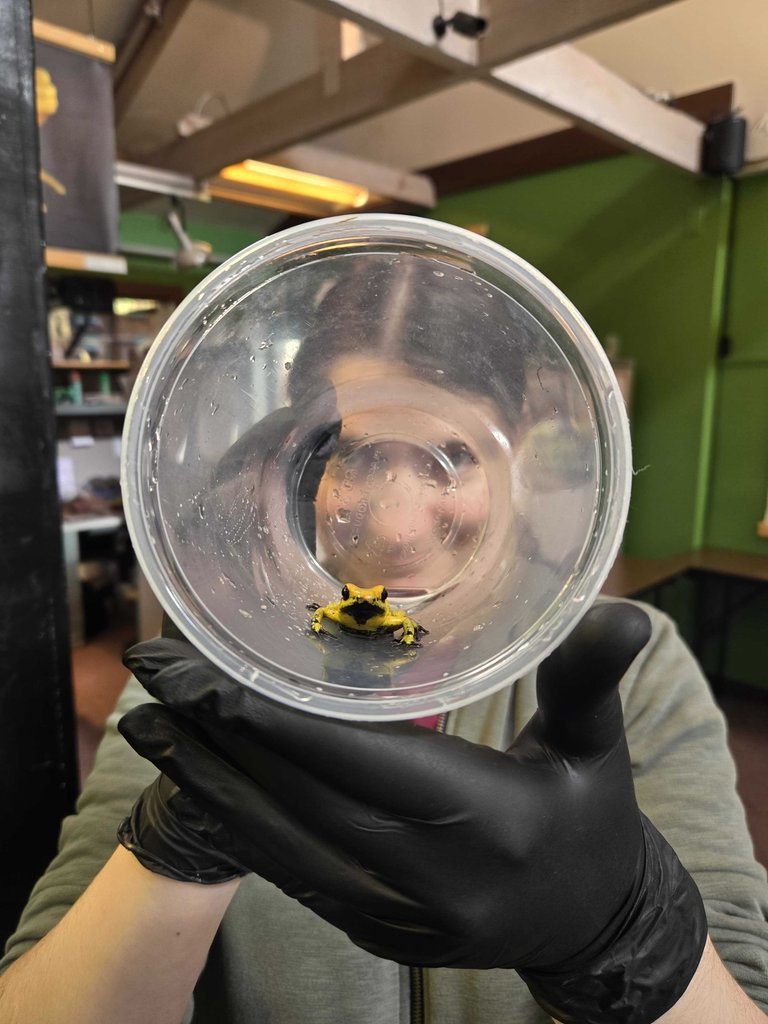 amphibianfound's tweet photo. Happy Black (and Yellow) Friday from AF!

Collections Volunteer Brittany S. is busy staring down the barrel of another #FrogFriday!

#Frog #Frogs #Amphibians #Amphibia #Herpetology #Herpetologist #Herping #Herper #Herps # #Biodiversity https://t.co/QcrF0iw45Q