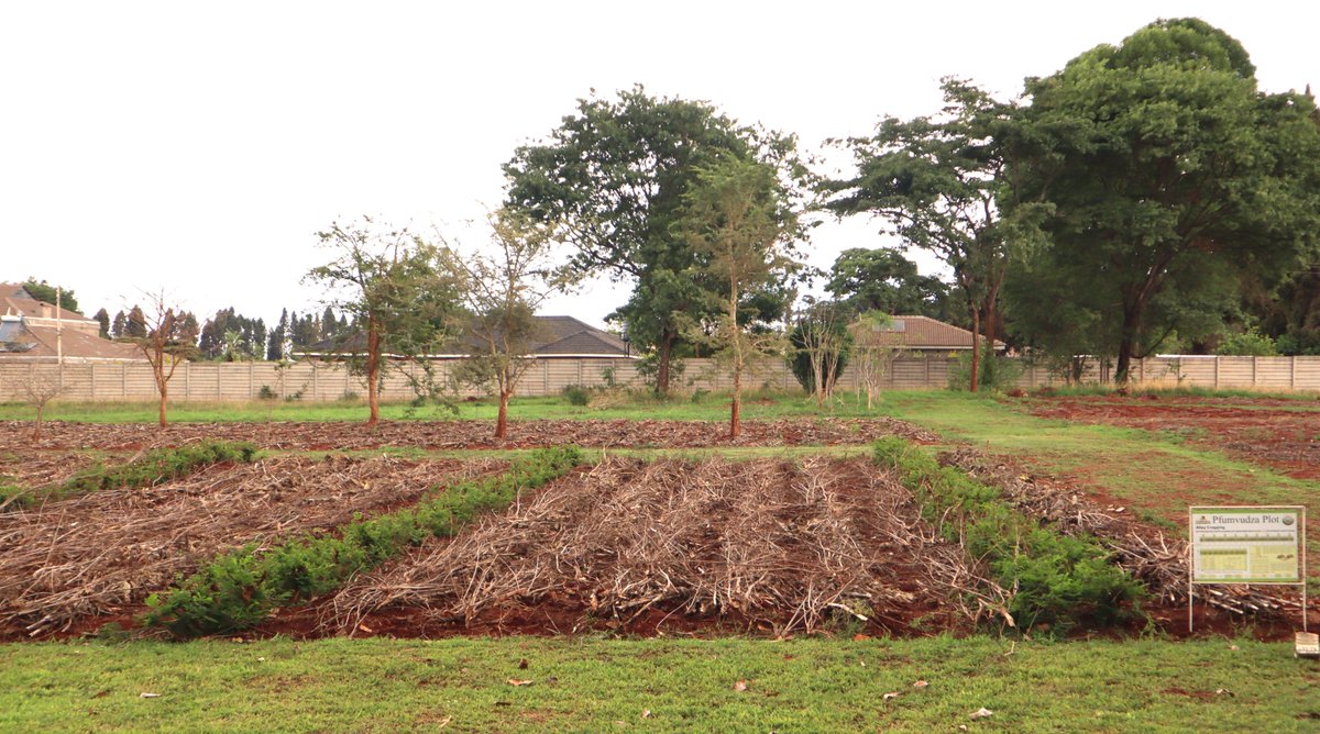 Our early maize plot is flourishing! 📷📷As we gear up for planting season, let’s share the progress of our fields and inspire each other. How are your plots looking? Drop a pic and let’s motivate our farming community together!
#Pfumvudza #mulching