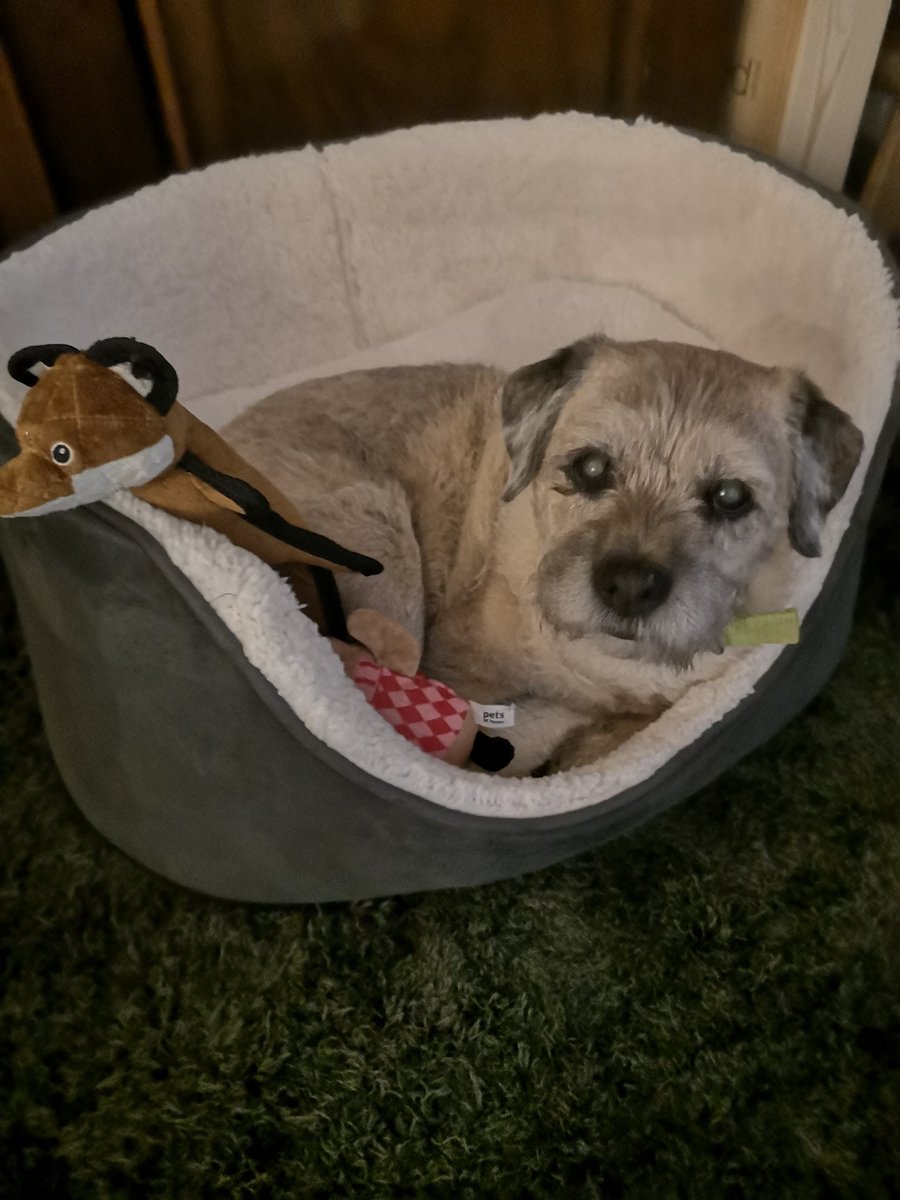 Scampi was my failed fertility gift...
14 years on I can honestly say I have never felt so loved...
Happy Birthday my beautiful girl 😍 🎉 🐾
#love #family #birthday #Thankful