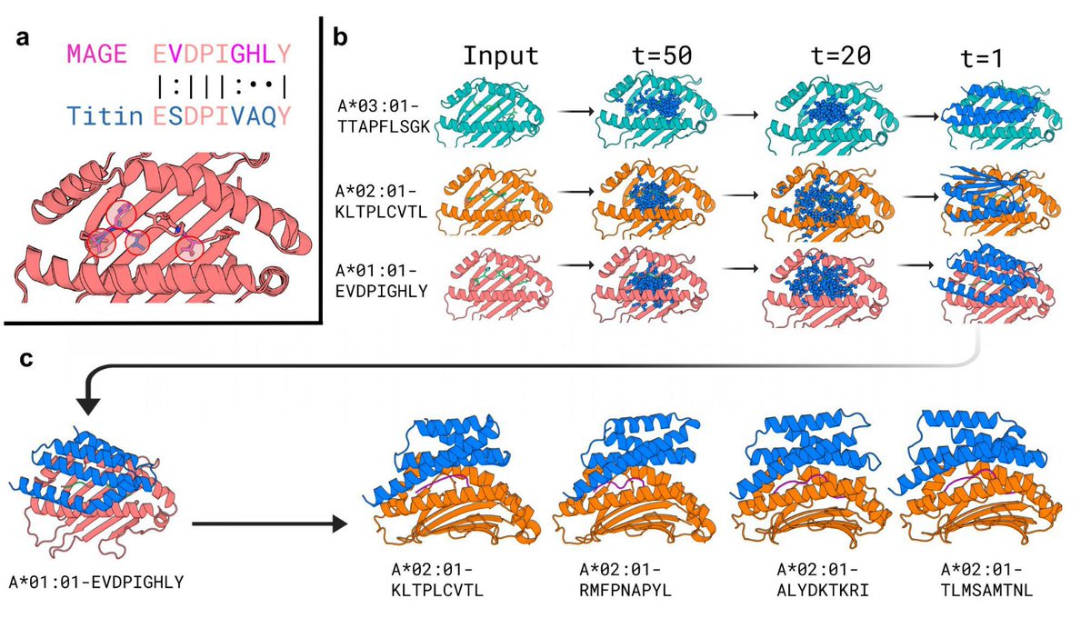 Biology+AI Daily (@biologyaidaily) on Twitter photo Design of high specificity binders for peptide-MHC-I complexes
🚀 New preprint from David Baker!🚀
• Researchers from <a href="/UWproteindesign/">Institute for Protein Design</a> introduced a novel approach using deep learning tools like RFdiffusion to design specific protein binders for peptide-MHC-I (pMHC) complexes, Design of high specificity binders for peptide-MHC-I complexes
🚀 New preprint from David Baker!🚀
• Researchers from <a href="/UWproteindesign/">Institute for Protein Design</a> introduced a novel approach using deep learning tools like RFdiffusion to design specific protein binders for peptide-MHC-I (pMHC) complexes,