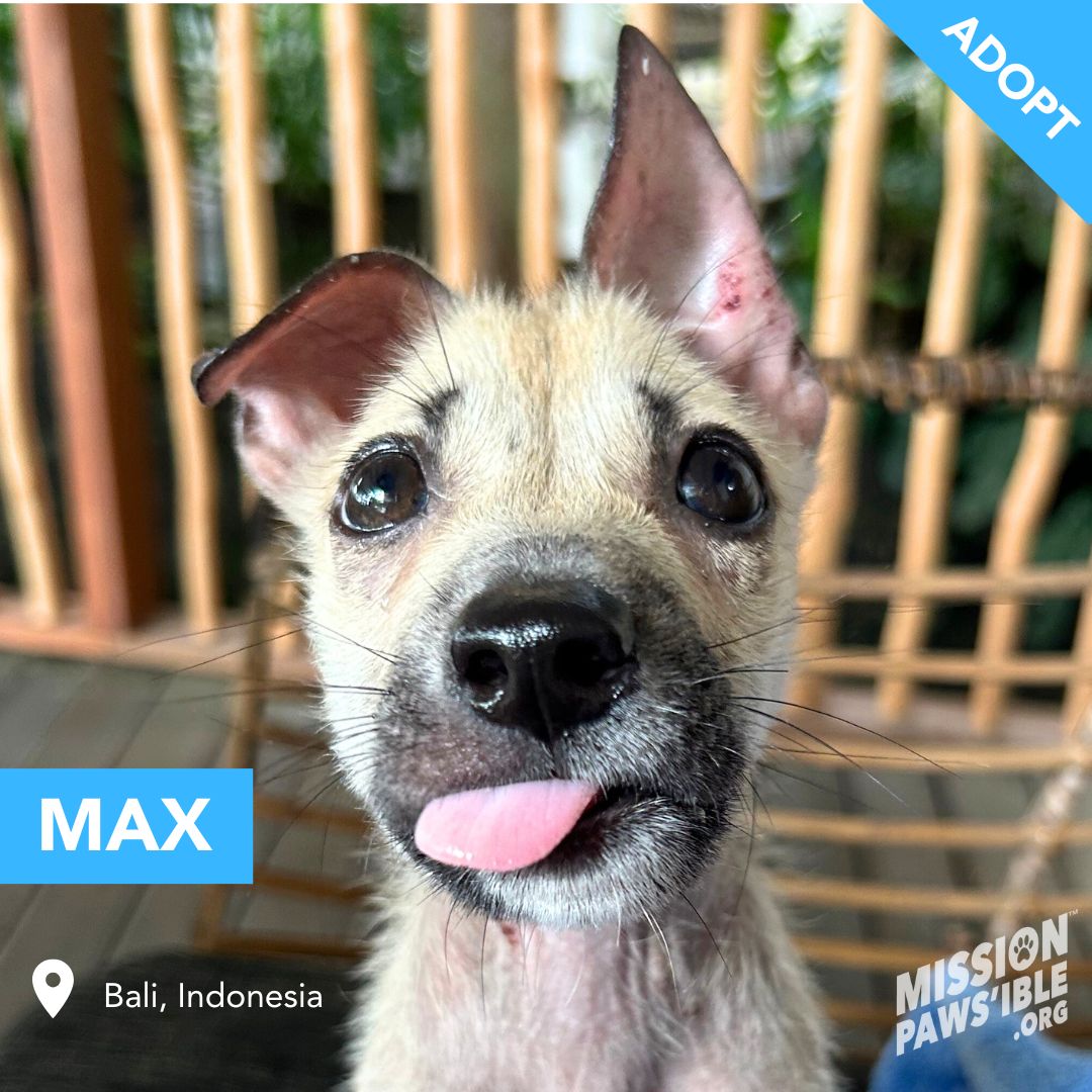 Mission Paws'ible Charity tweet media
