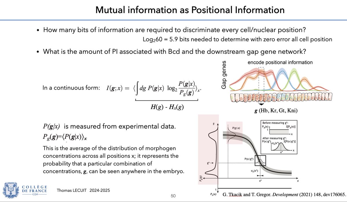 TLecuitLab (@lecuitlab) on Twitter photo Happy to share link to pdf/video of lecture <a href="/cdf1530/">Collège de France</a> on Encoding, decoding & representations of space. I present how length scales are defined in biol., Shannon information theory, positional information & patterning in guided/self-organised systems. Enjoy
tinyurl.com/y85ft5nj Happy to share link to pdf/video of lecture <a href="/cdf1530/">Collège de France</a> on Encoding, decoding & representations of space. I present how length scales are defined in biol., Shannon information theory, positional information & patterning in guided/self-organised systems. Enjoy
tinyurl.com/y85ft5nj