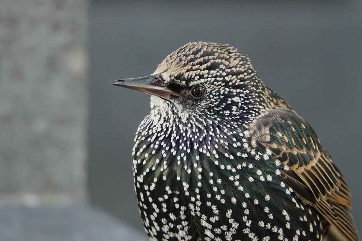 Spreeuwen in Birmingham; niemand die er oog voor heeft. Nou ja, bijna niemand ;)