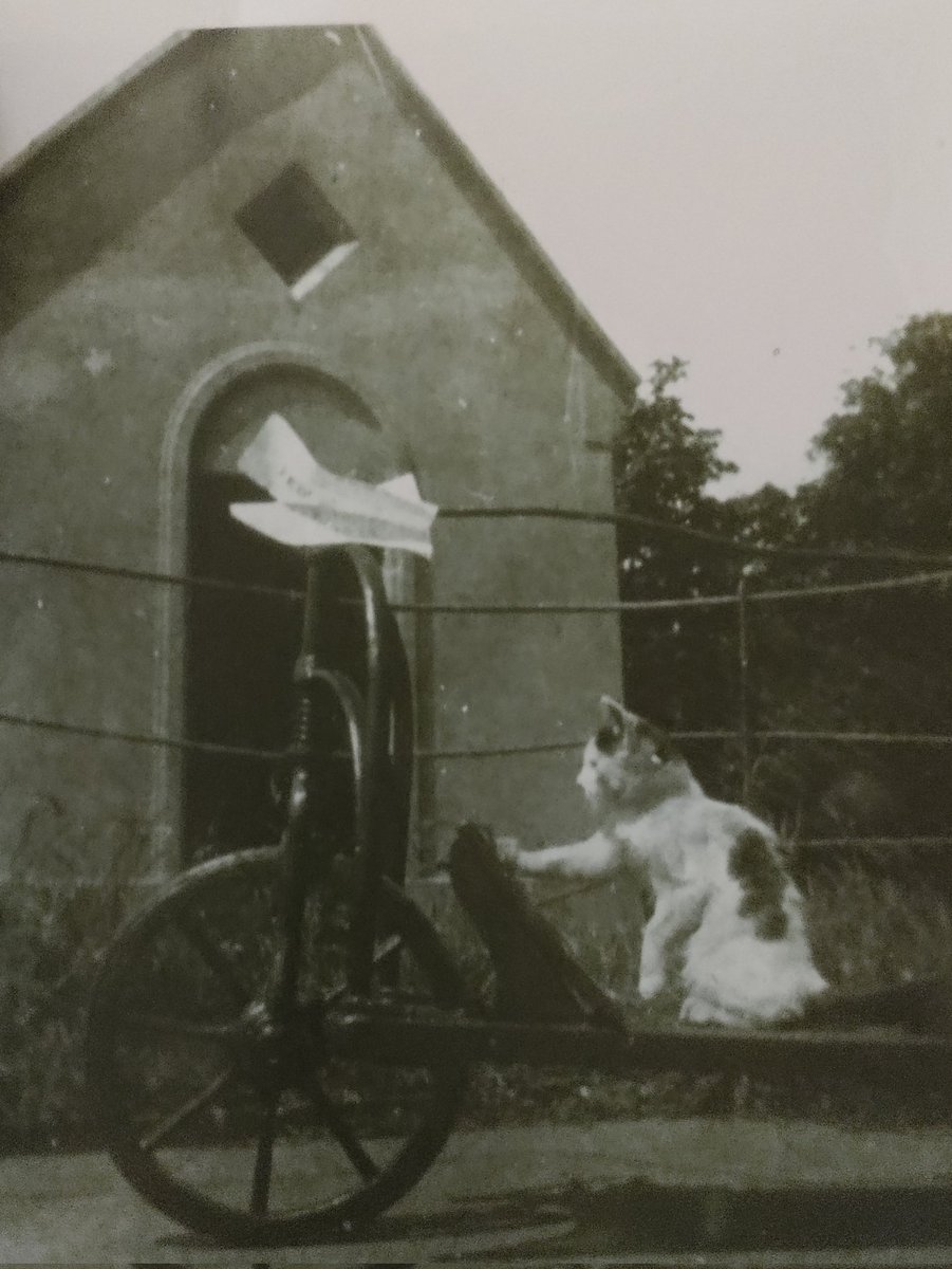 Today's Explore Your Archive theme is animals. Meet Bobbins, the cat and intrepid navigator who lived at the oratory in Dun Laoghaire where Sr Concepta Lynch was at work painting its walls and ceiling while perched on a makeshift scaffold, Michelangelo-like. It is an absolute gem