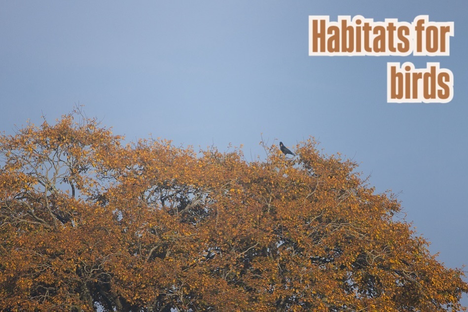 WildConnectLtd's tweet photo. Providing important nesting sites and nesting materials, trees create essential habitats for birds🪶

Many trees also produce fruits, nuts, and berries that birds love to eat as well as creating a home for many insects that birds feed on. 

#wildconnect … https://t.co/wsrpwj2MeI https://t.co/bUXs47EgPj