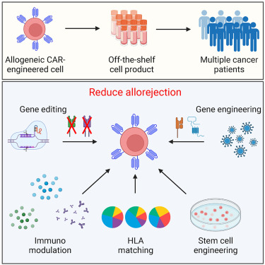 Waggoner Lab (@labwaggoner) on Twitter photo Managing allorejection in Off-the-Shelf CAR-engineered cell therapies
doi.org/10.1016/j.ymth…
REVIEW <a href="/MolTherapy/">Molecular Therapy</a> Managing allorejection in Off-the-Shelf CAR-engineered cell therapies
doi.org/10.1016/j.ymth…
REVIEW <a href="/MolTherapy/">Molecular Therapy</a>