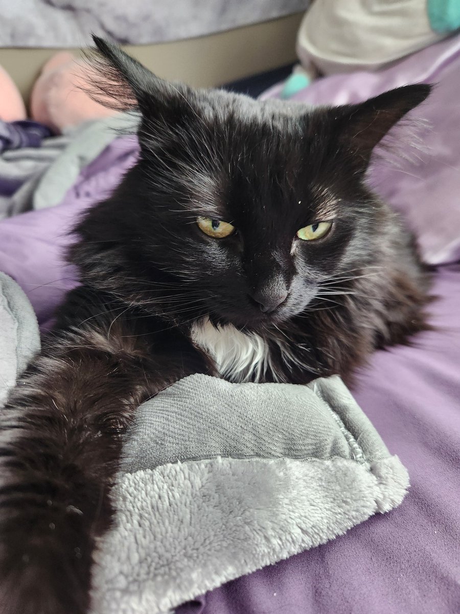 floffyeevee's tweet photo. todaye ,, Im go to  doctor to find out if new food  is  Shrimking stonse in  mine bladder . pleas keep yore paws crossed that its working 🙏 💖 https://t.co/D4F2YaAqb8