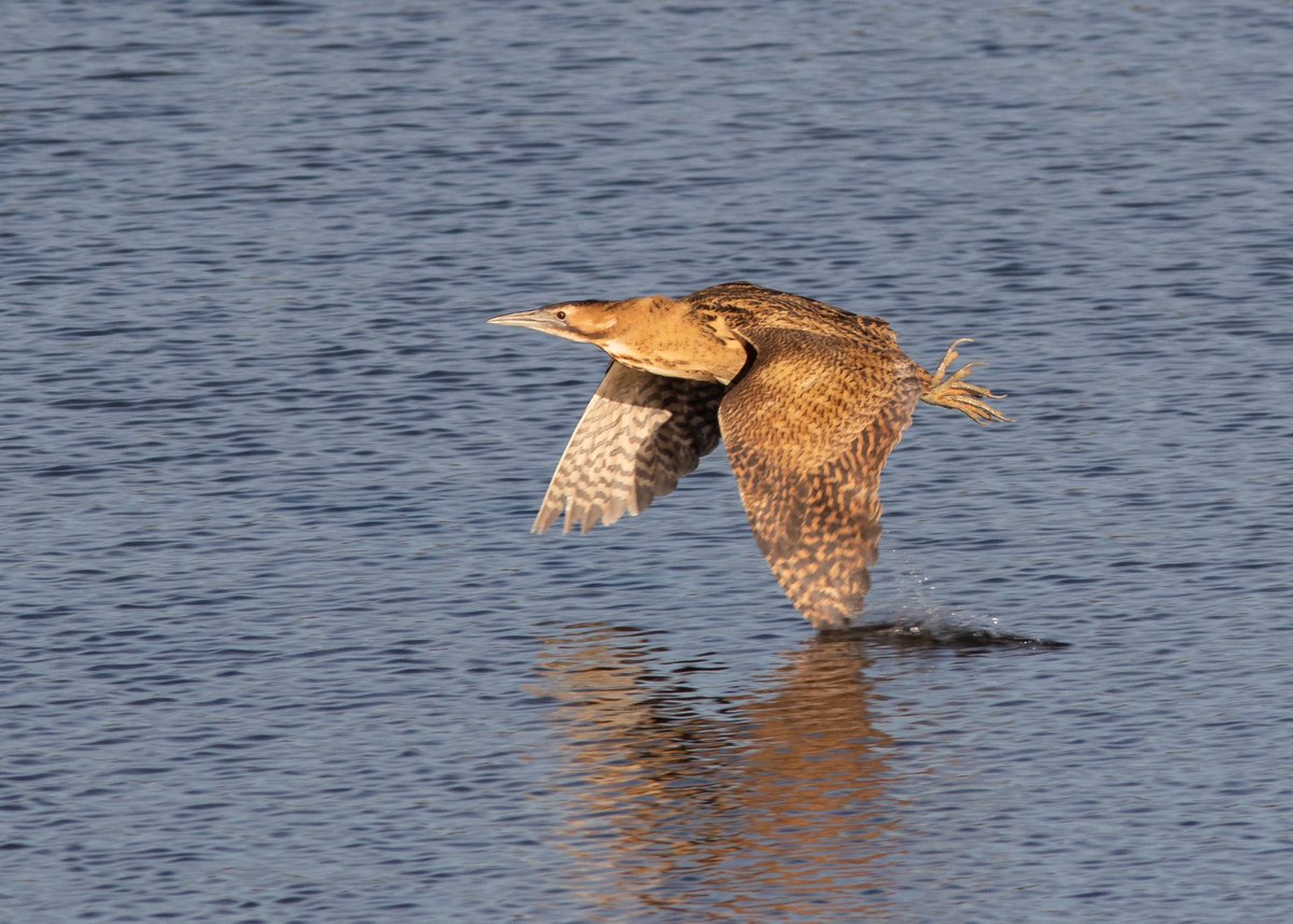 Amazing views of the normally secretive Bittern at <a href="/RSPBTitchwell/">RSPB Titchwell Marsh</a> today.