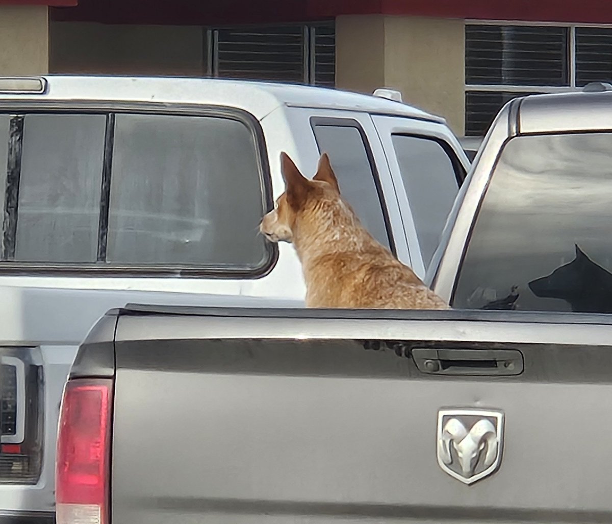 J_Millus_MT's tweet photo. Pro tip...

When you see a dog that looks like this in the back of a truck... always try to pet them.  The red ones love everyone. https://t.co/JnPIW3k9te
