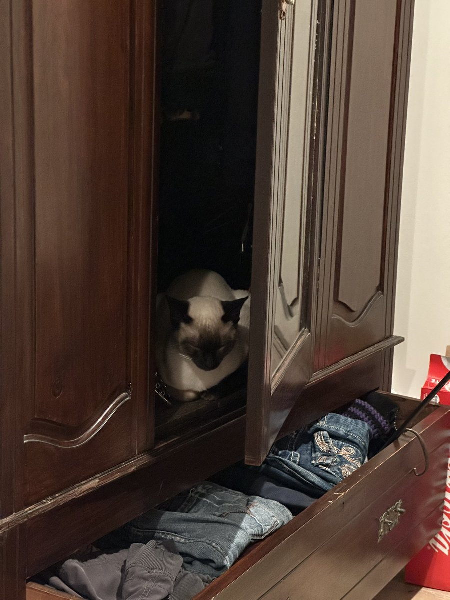 ixche111's tweet photo. also watching the worlds cutest cat *lord alaska* https://t.co/1O56nNeZ0E