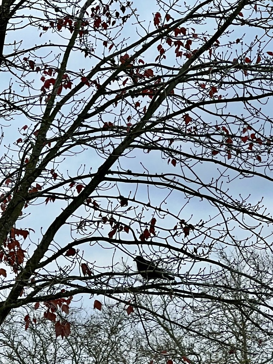 NancyPettit's tweet photo. Brrrrr #ilikecrows #whereiwalk #PNW https://t.co/bpkAyZHDqh
