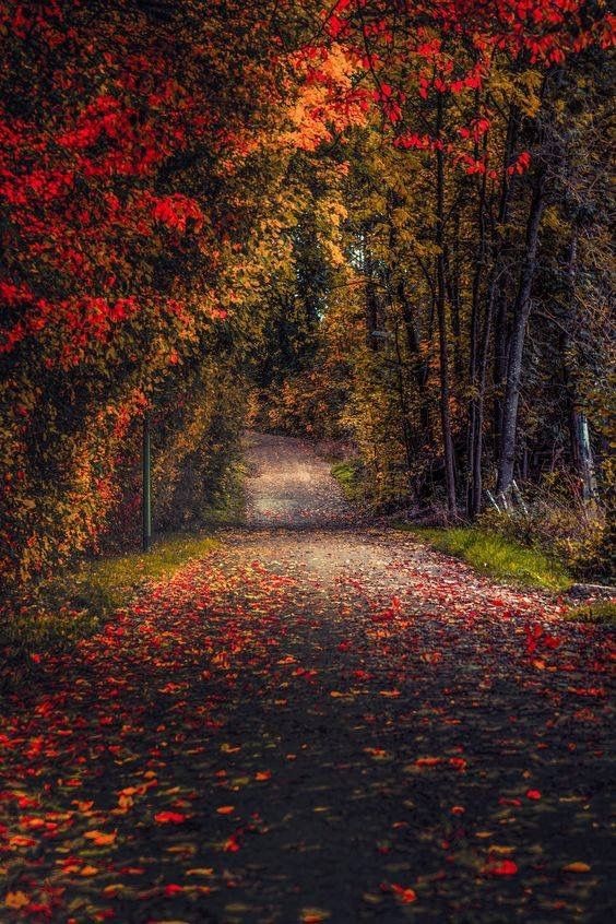 The Red Road 🍁🌾