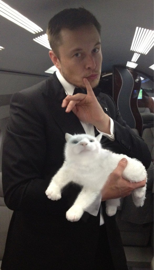 Vibe Cat tweet media