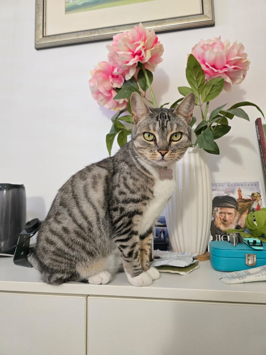 VelSandler's tweet photo. красотка =(^.^)= https://t.co/5c62GmgqfK