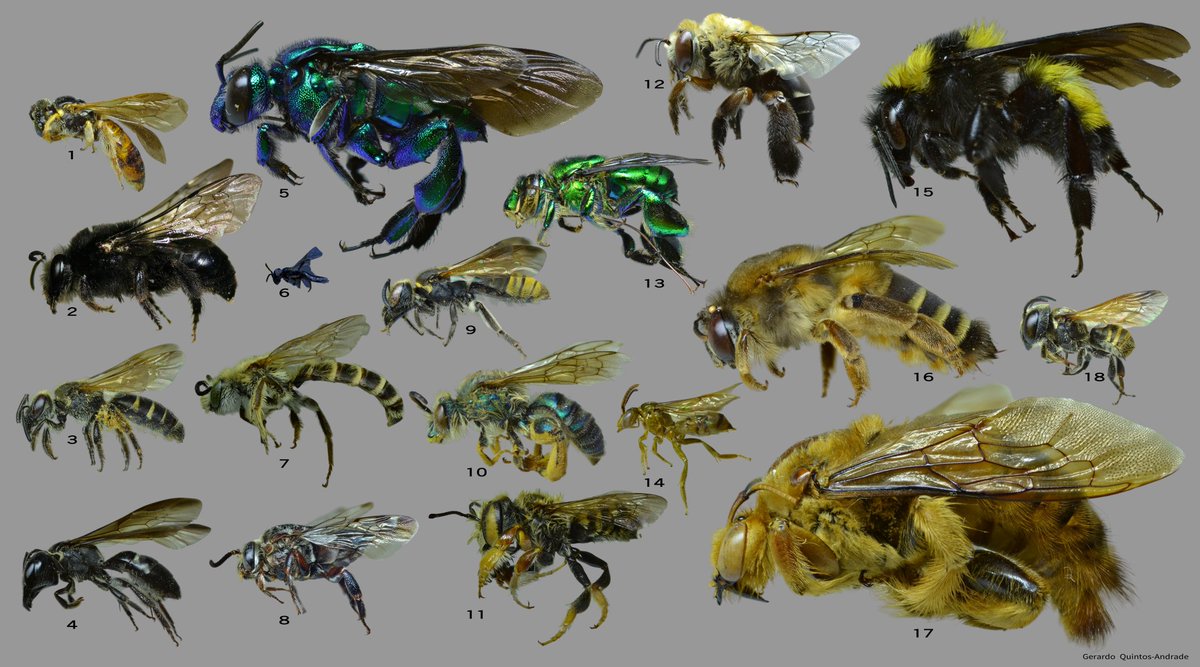 MÉXICO, UN PAÍS DE ABEJAS 🐝

Lxs invito a leer esta nota de divulgación que acabamos de publicar en el portal del <a href="/Inecol_mx/">El Instituto de Ecología, INECOL</a> resumiendo lo que se conoce de abejas nativas en México y su importancia en los ecosistemas. inecol.mx/index.php/divu…