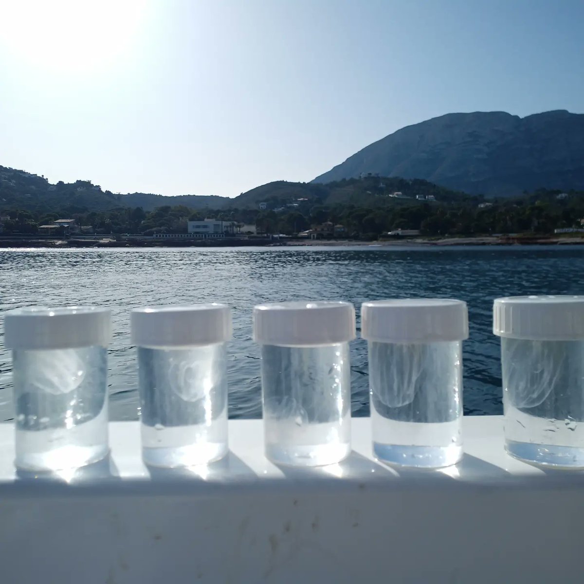 MarLabUADenia's tweet photo. Sorpresa!! Mientras realizábamos el muestreo trimestral de sedimentos y agua intersticial del proyecto #ObsermarCV  de la convocatoria @gvathinkinazul ..... Blooooom de #Mnemiopsisleidyi  dentro y fuera de la #reservamarina del #cabosanantonio !! 
#ctenoforo #combjellyfish https://t.co/FaBtWUczR1