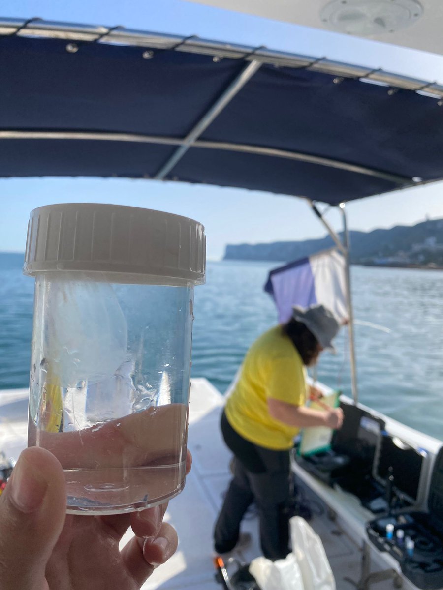 Sorpresa!! Mientras realizábamos el muestreo trimestral de sedimentos y agua intersticial del proyecto #ObsermarCV  de la convocatoria @gvathinkinazul ..... Blooooom de #Mnemiopsisleidyi  dentro y fuera de la #reservamarina del #cabosanantonio !! 
#ctenoforo #combjellyfish