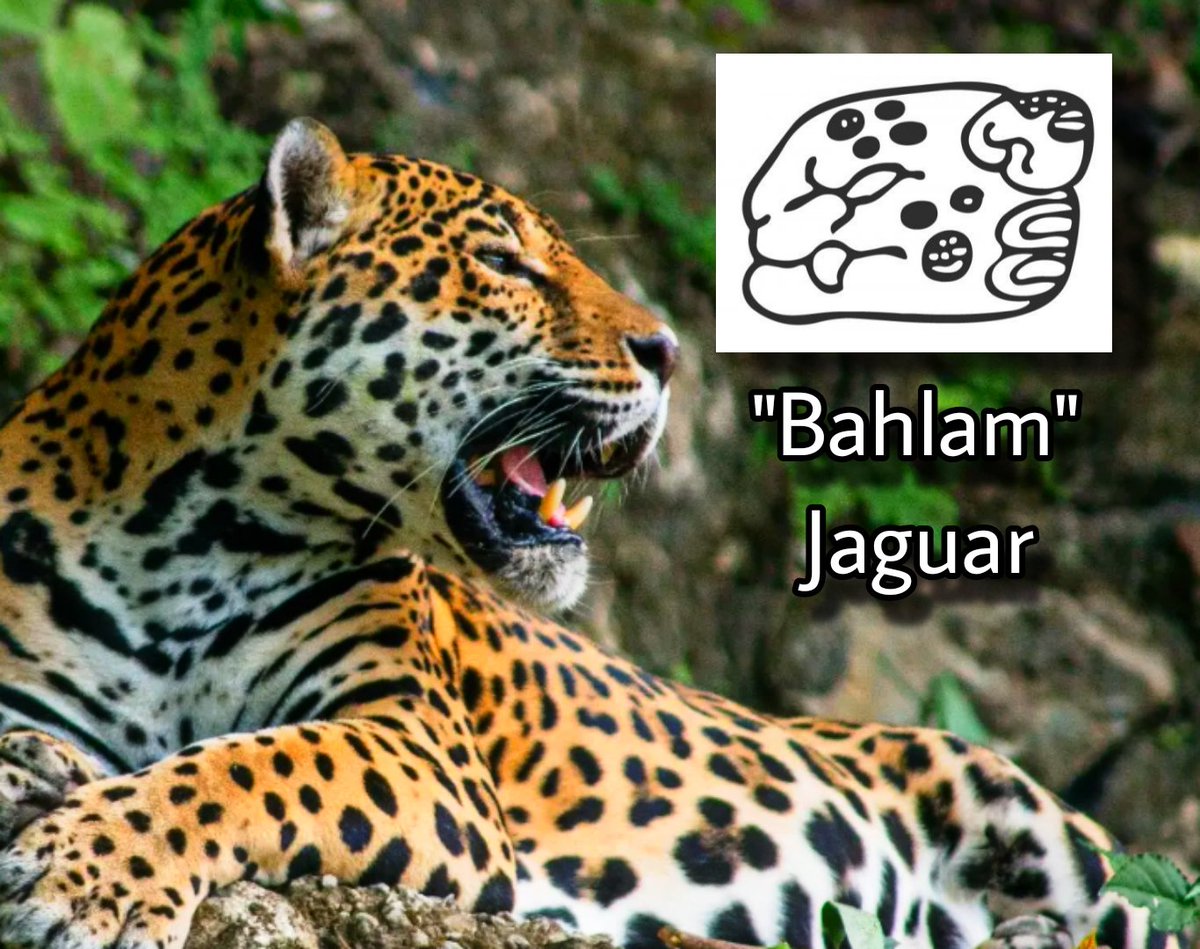 BALAM/Jaguar

Hoy 29 de noviembre es el Dia Mundial de la Conservación del Jaguar. 

En su escritura jeroglífica "BALAM" se representa en un logograma de cabeza de jaguar con manchas en su rostro, en su transcripción "bahlam" en su traducción Jaguar.
