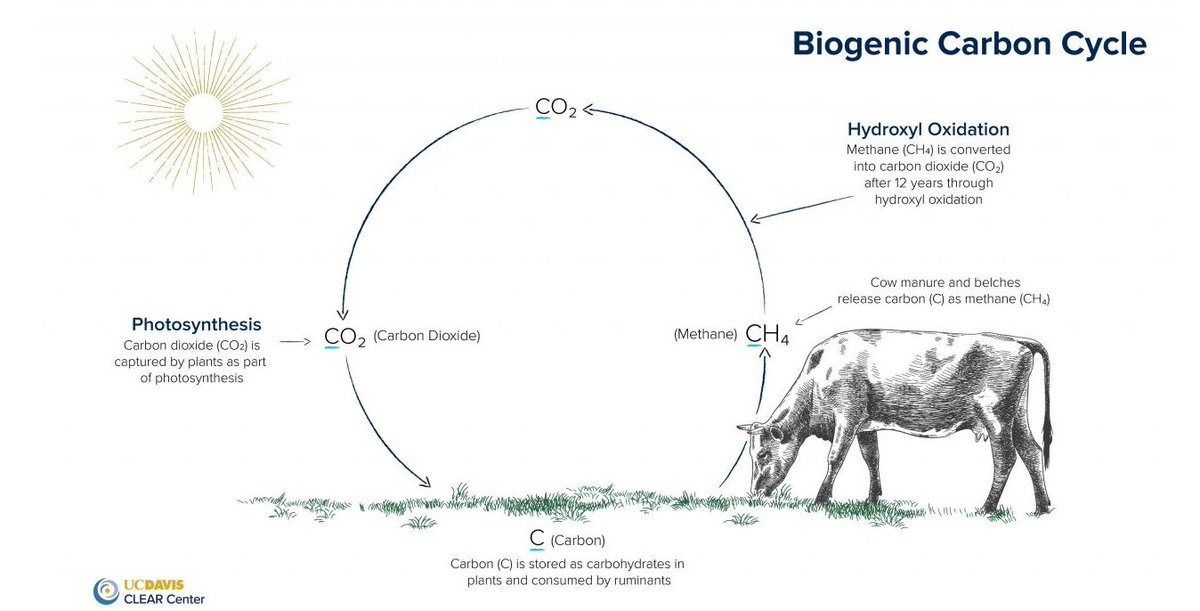 chigrl's tweet image. Literally, I can not believe how stupid people have become. 

A cow's carbon cycle is recycled ...it is the cycle of life
