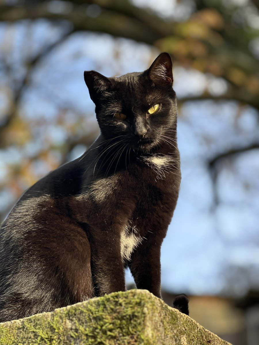 FOFsanctuary's tweet photo. Whisper has been at the sanctuary 3 years already, after she was cruelly abandoned on the streets. She was saved along with her brother Blackberry 🐱🐱 #cats #farmsanctuary #fieldsoffreedom https://t.co/tcGCWhzRBb