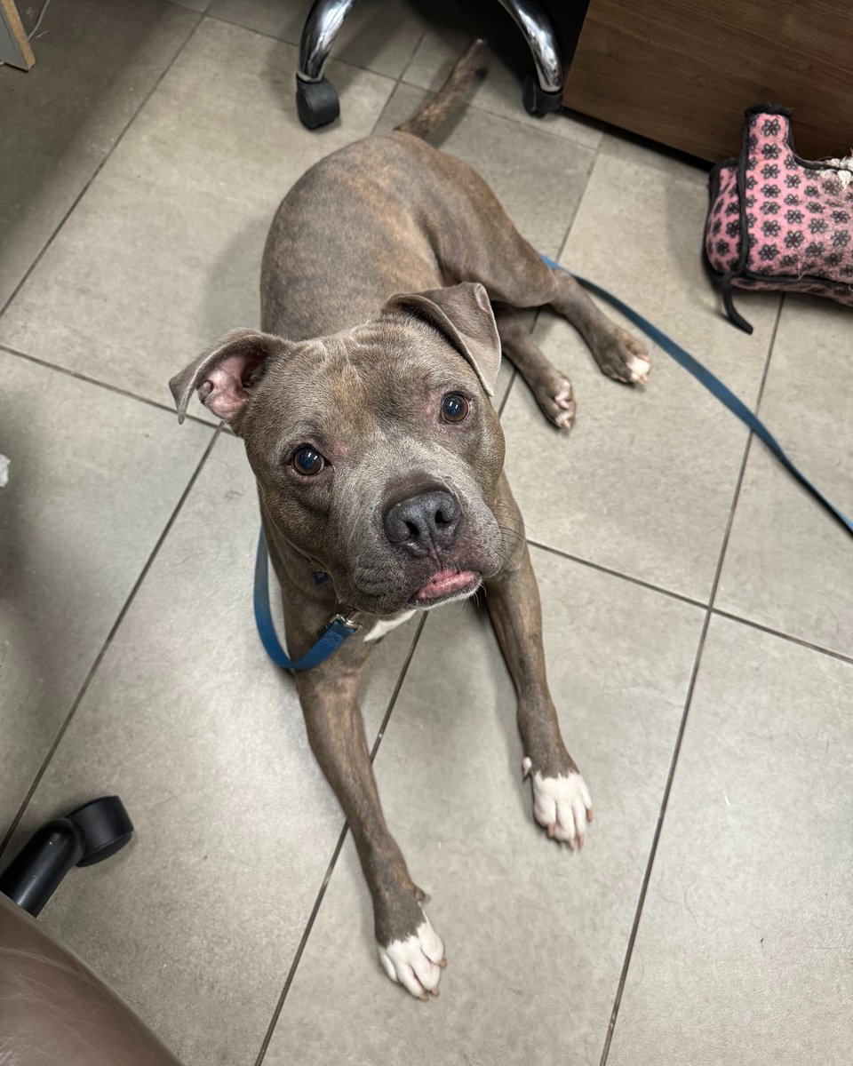 Nebraska Humane Society (@nehumanesociety) on Twitter photo Hey friends. This isn't the update we were hoping for. After just two weeks in his new home, Crunchy is back at NHS.
In the interest of being transparent and to hopefully help him find the right fit, we're going to tell you exactly what happened. Hey friends. This isn't the update we were hoping for. After just two weeks in his new home, Crunchy is back at NHS.
In the interest of being transparent and to hopefully help him find the right fit, we're going to tell you exactly what happened.