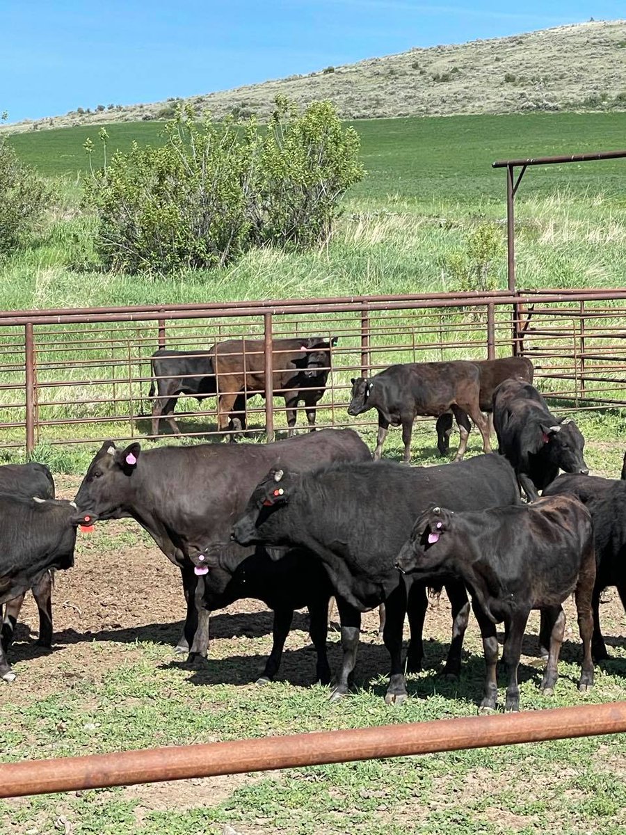 Steakcenter's tweet image. Steak Center Cattle Company is dedicated to raising top-notch livestock for superior beef quality. Join us in supporting sustainable ranching. #SteakCenterCattleCompany #Livestock #QualityBeef