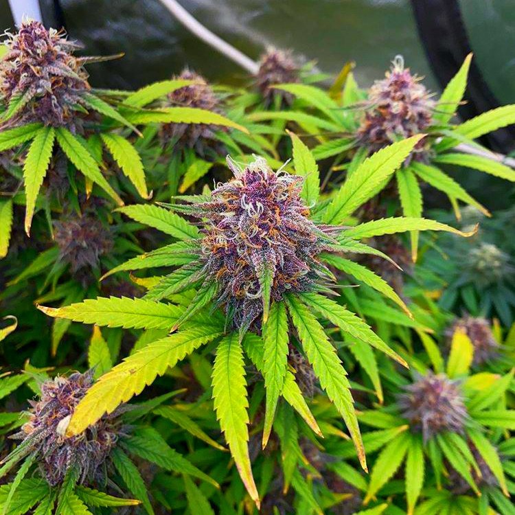 TyBudzGenetics's tweet photo. Grape Disciple 🍇🔥💯
Feminized Seeds Available ♀️
Terps: Sour Grape Candy Funk! https://t.co/1vbnnMvr3v