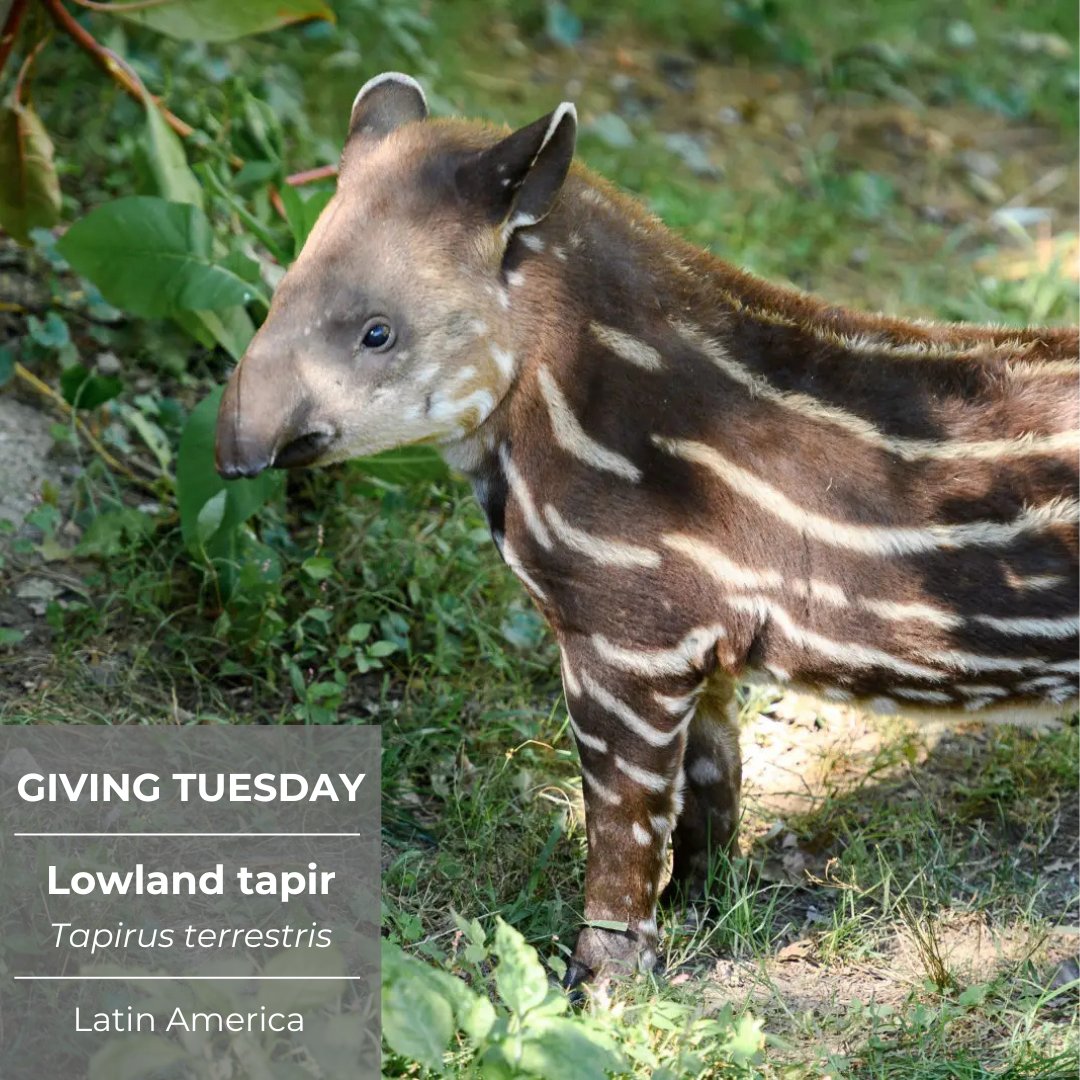 #GivingTuesday is in 4 days &amp; we need your help!
Those who donate $100 or more will be able to attend exclusive presentations led by our top scientists &amp; researchers! Top donors will also receive optional recognition on our website!
donorbox.org/giving-tuesday…
youtube.com/watch?v=EEZgL0…