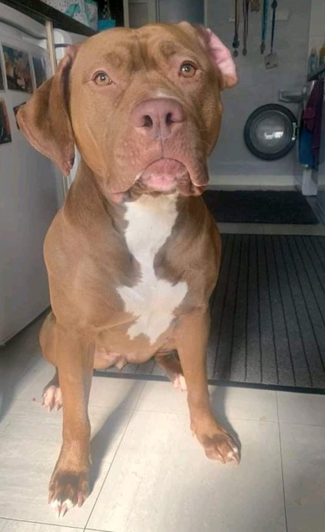FourLegsLaw's tweet photo. This is Harley. Harley was reported to the police as an XL Bully type dog. Whilst in kennels, Harley was noted to be calm and gentle.
After just one court hearing, it was agreed that Harley was suitable to be added to the Index of Exempted Dogs.
Harley is now back home. https://t.co/jPH0EWOtBy