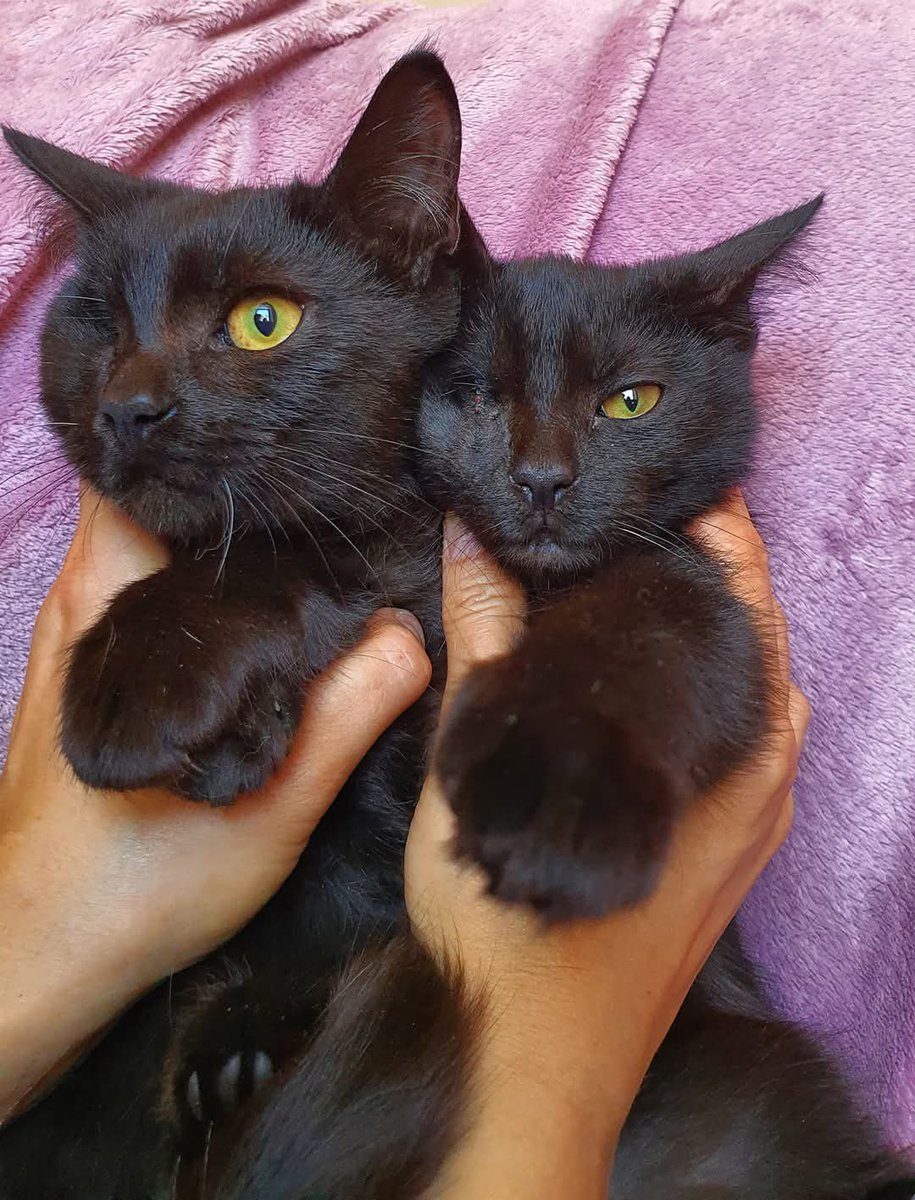 MurchikiUa's tweet image. Ще в притулку сидять ось такі надзвичайні піратики. Ми дуже хотіли б їх в одну родину прилаштувати, вони брат та сестричка. Дівчинка вже стерильна, хлопчик скоро буде. Мають ветпаспорти, виховані, муркотливі та грайливі
Пишіть або телефонуйте, якщо хотіли б завести котиків…